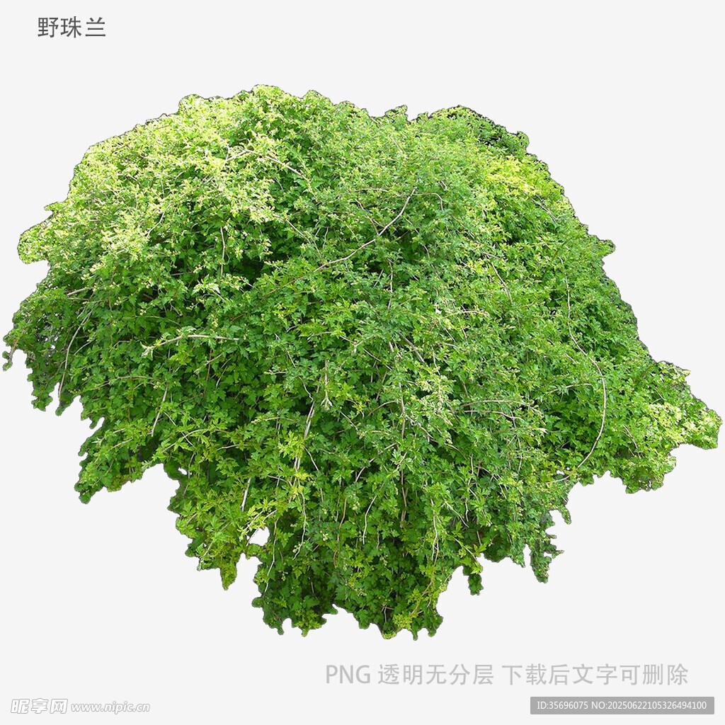 茂盛綠植灌木