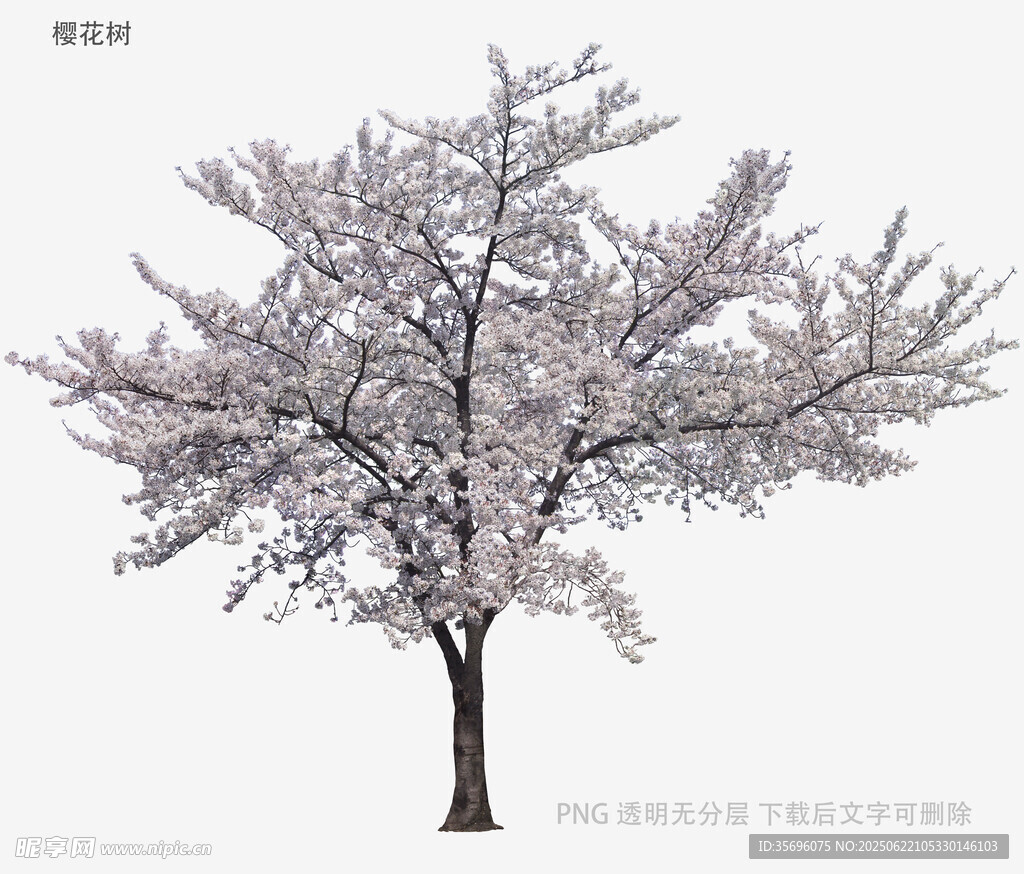 盛開的繁花樹