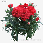 鮮艷紅色康乃馨盆栽