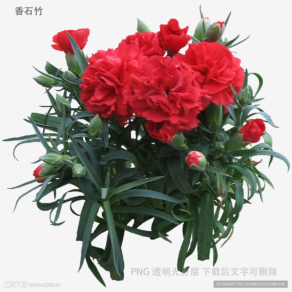 鮮艷紅色康乃馨盆栽
