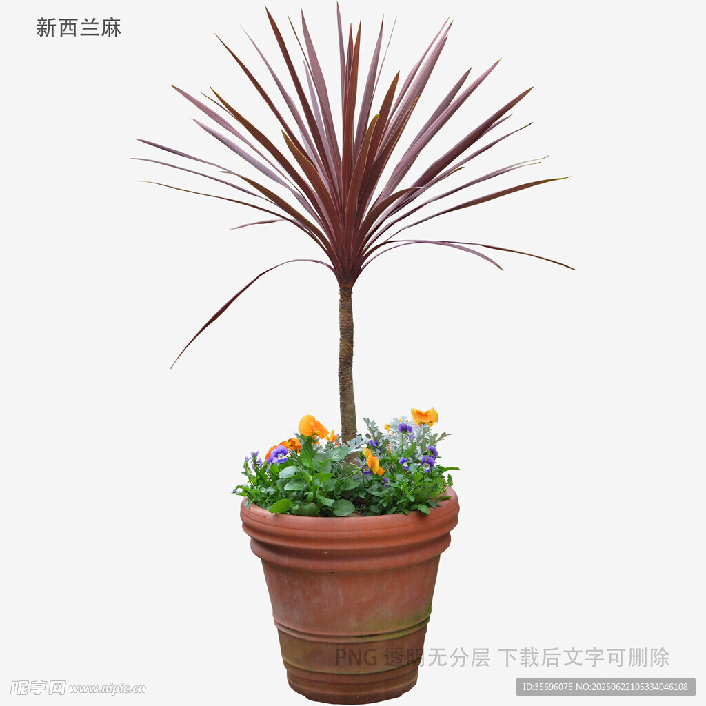 陶盆中多彩植物組合盆栽
