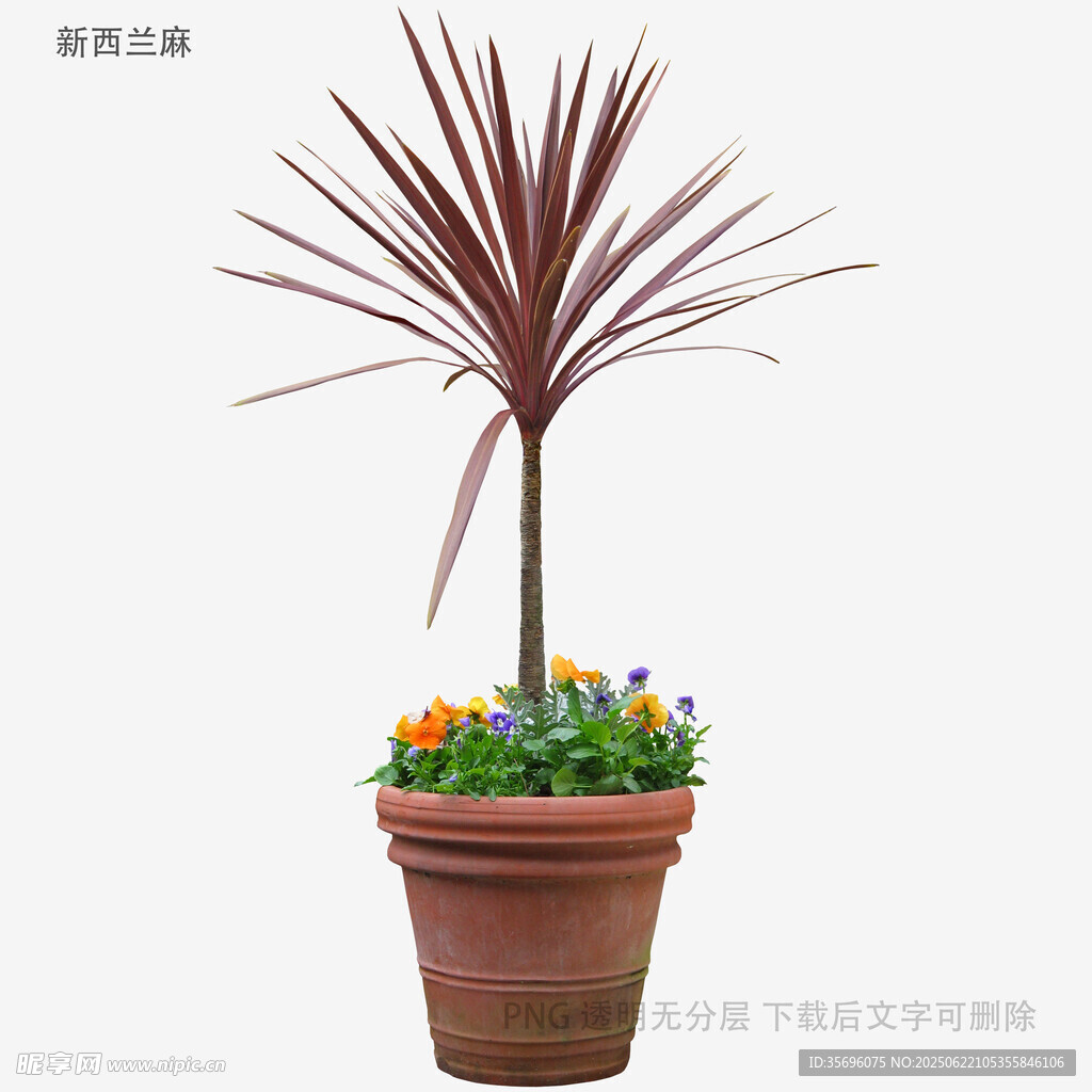 陶盆中多彩植物與紫葉樹