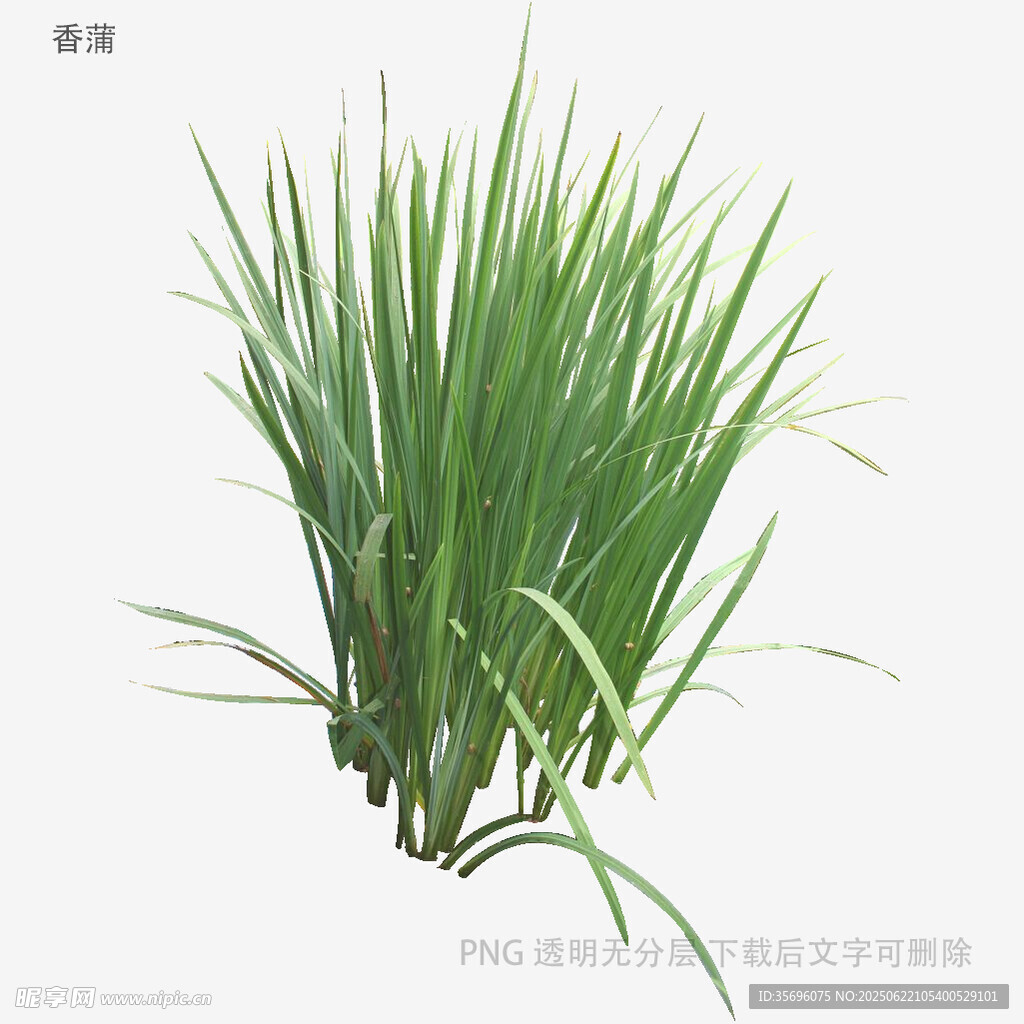 翠綠清新的菖蒲植物