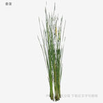 蔥郁水生植物