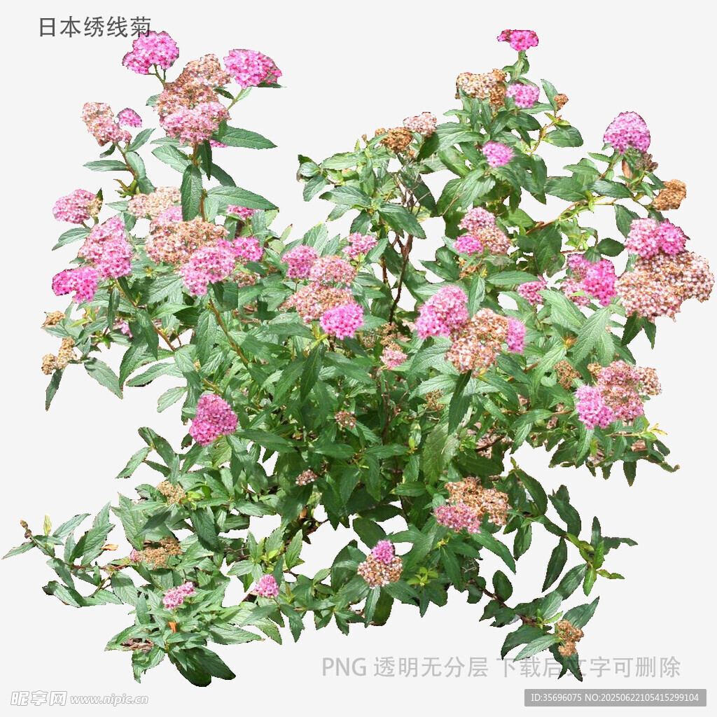 粉色繁茂花卉植物特寫