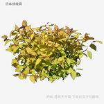 黃綠相間植物3D模型