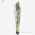 蘆葦植株特寫