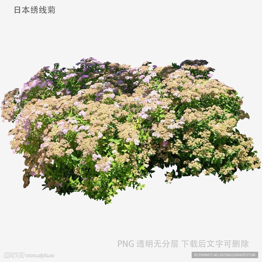 盛開(kāi)的繡球花叢