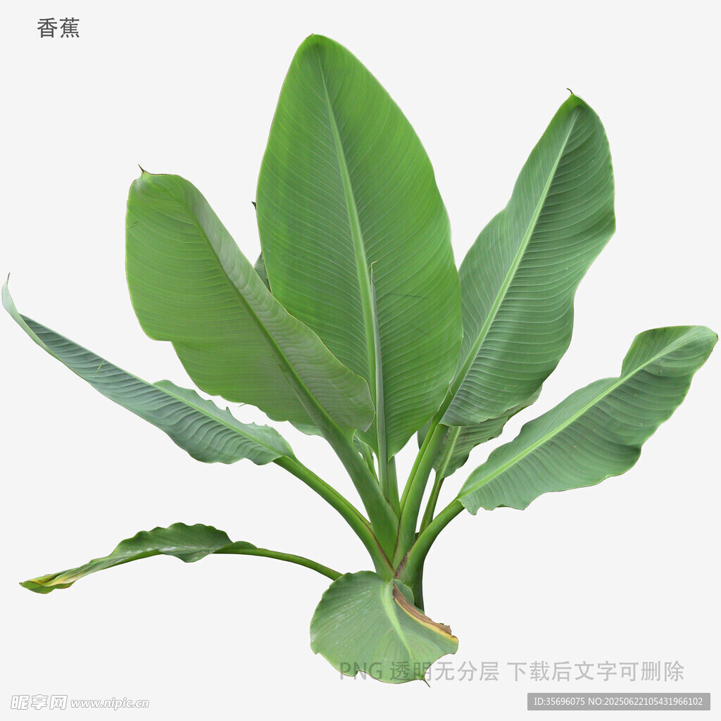 新鮮香蕉植株特寫