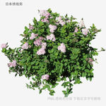 粉色繁花綠植盆栽