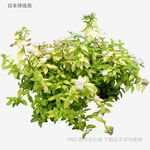 翠綠繁茂的植物盆栽