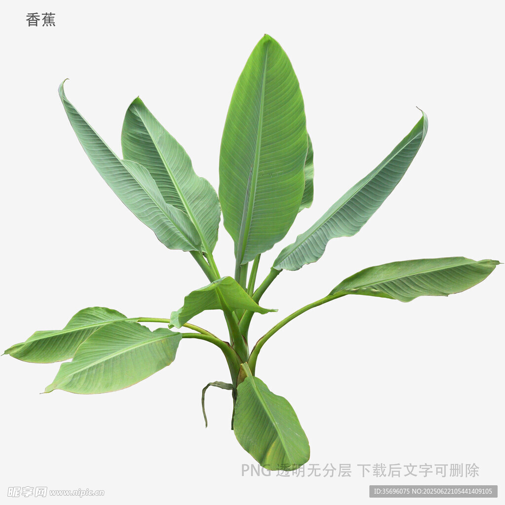清新綠植插畫