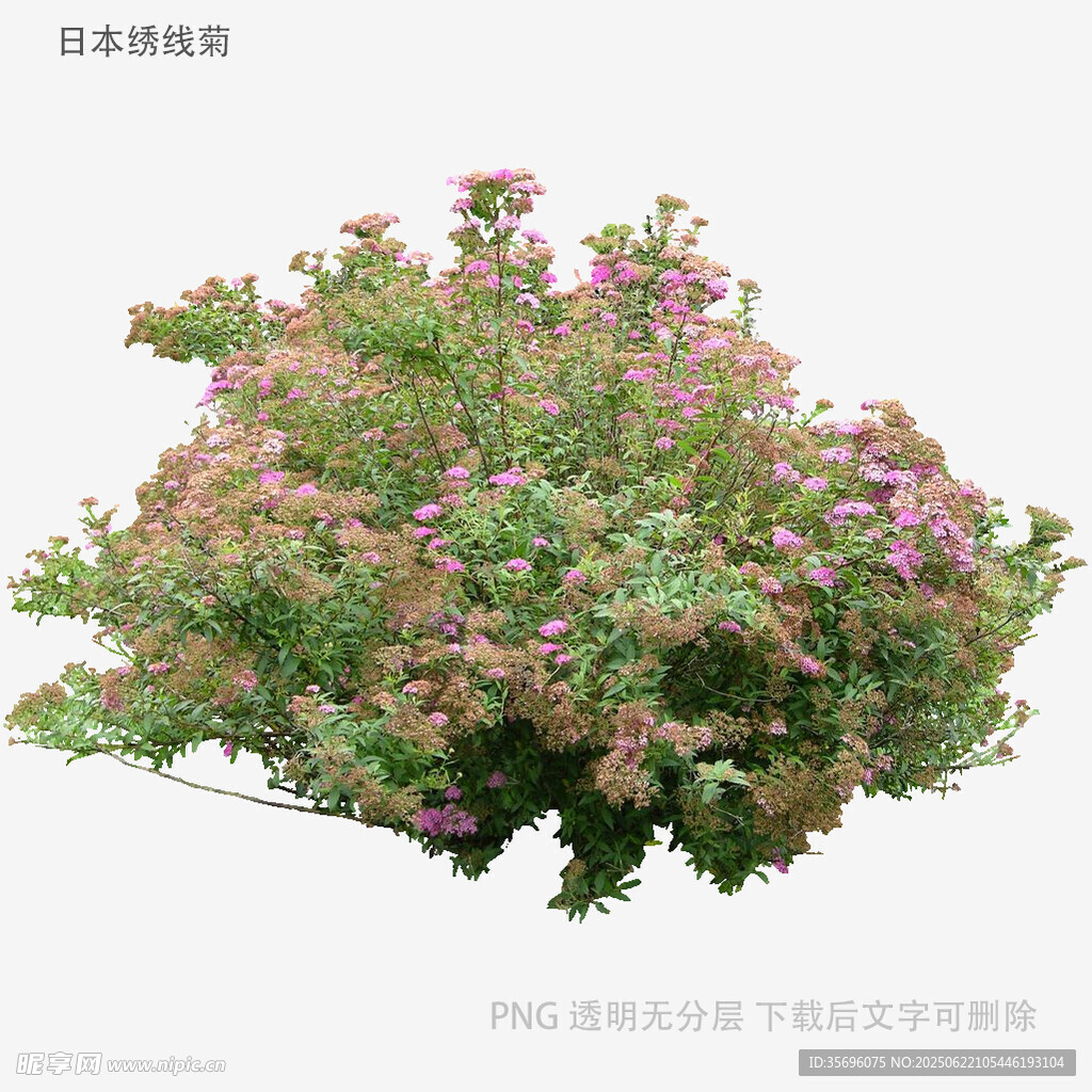 盛開(kāi)的紫色花叢