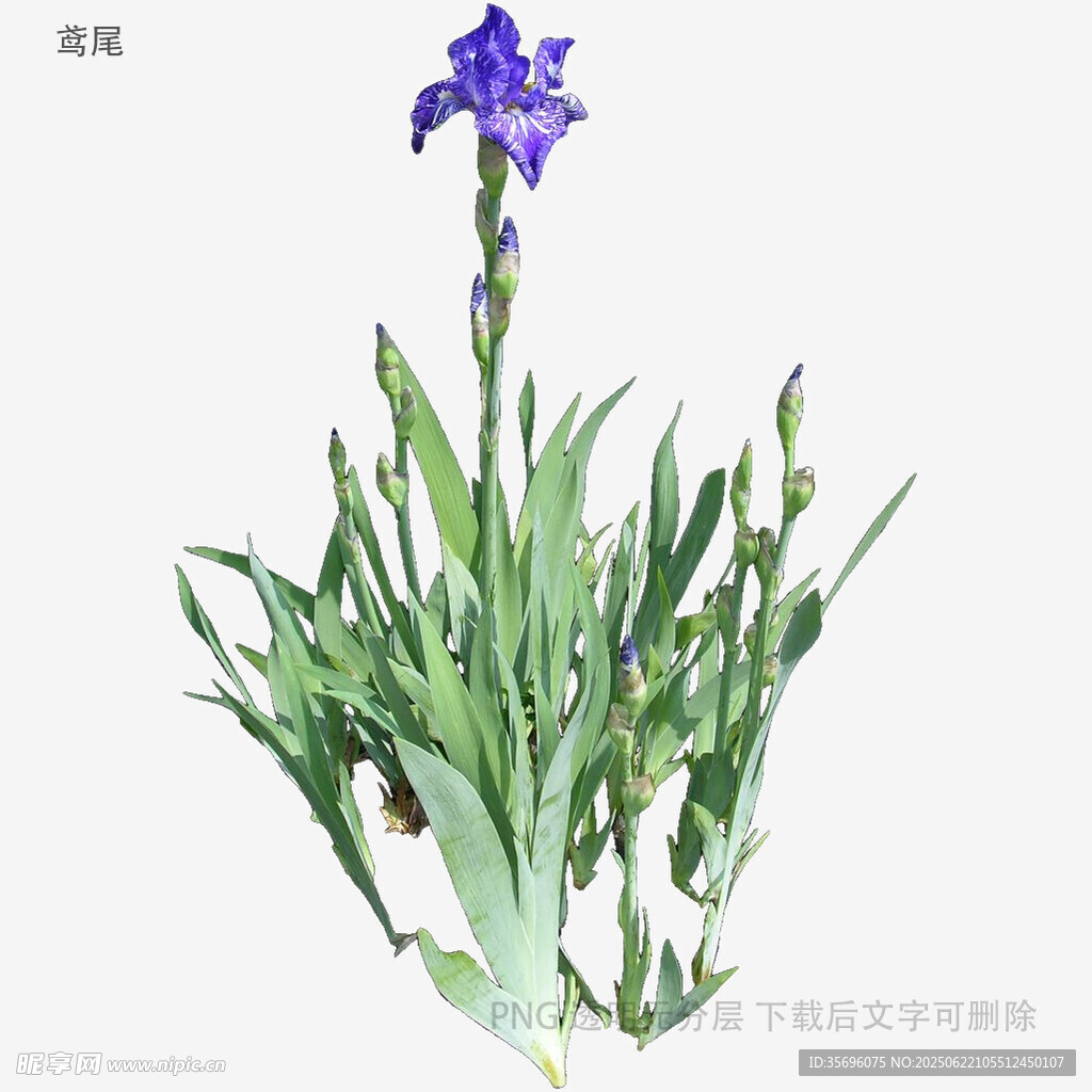 紫色鳶尾花植物插畫