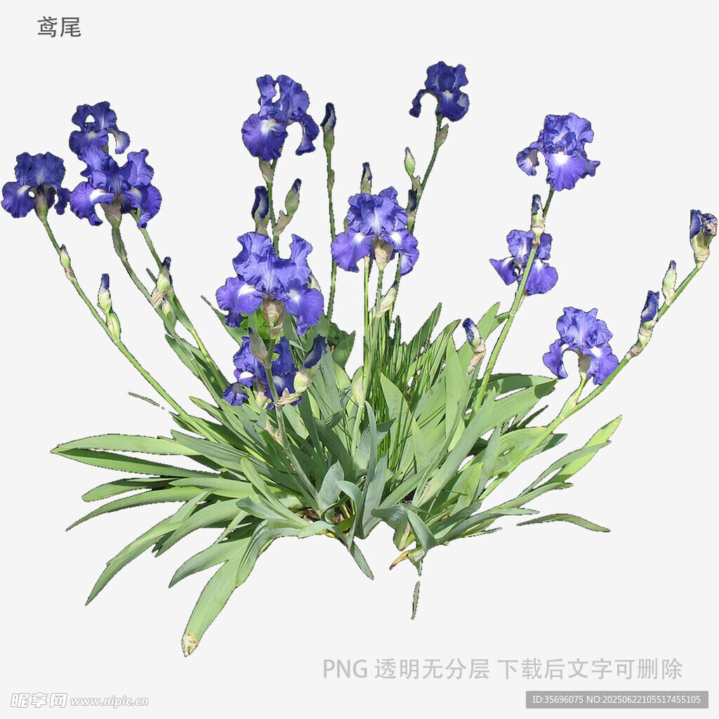 紫色鳶尾花植物特寫