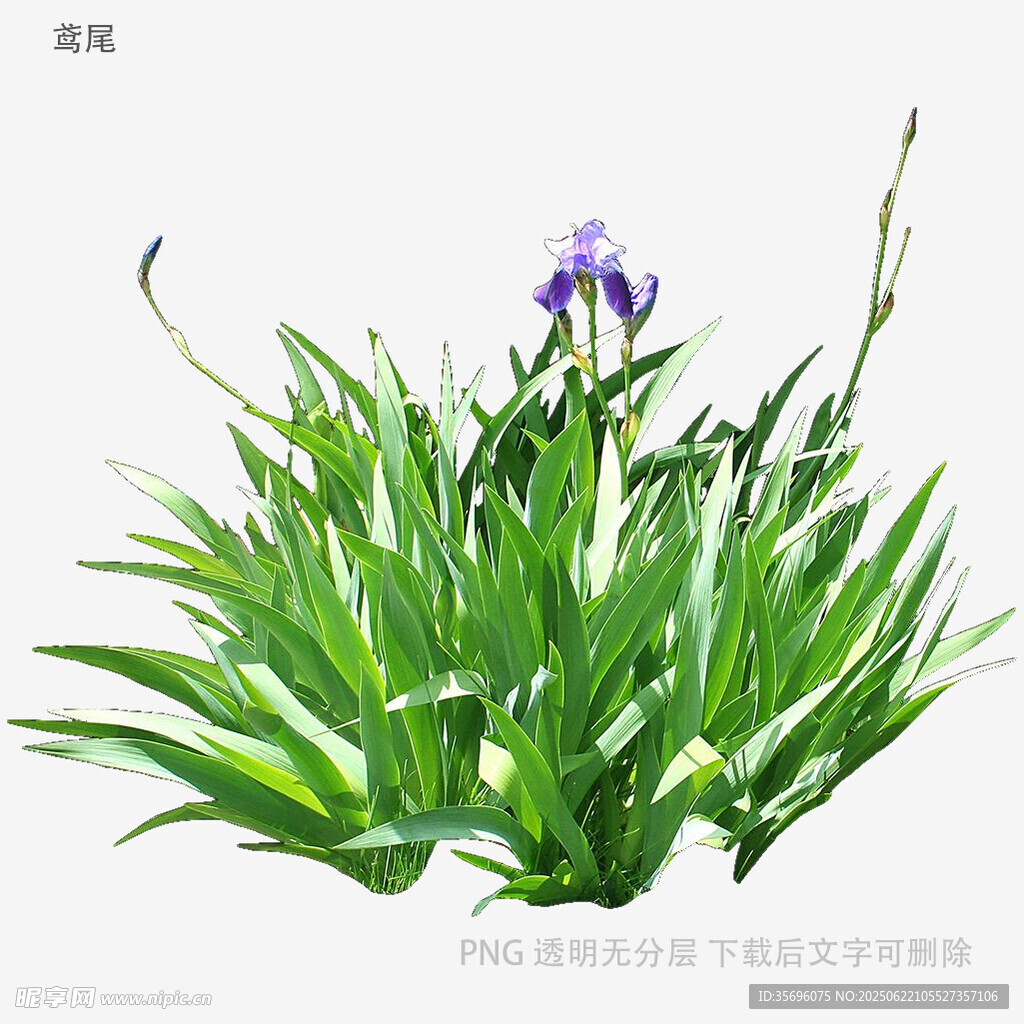 植物