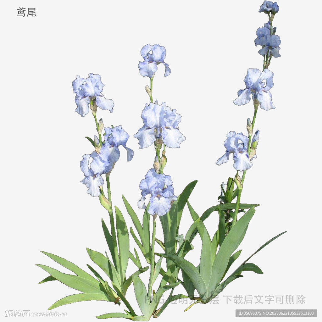 藍紫色鳶尾花插畫