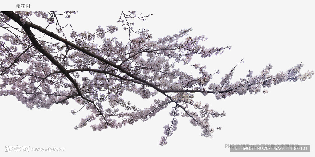 枝頭綻放的粉嫩櫻花