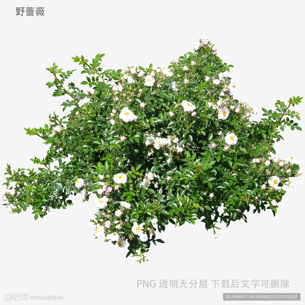 綠色繁茂的開花植物