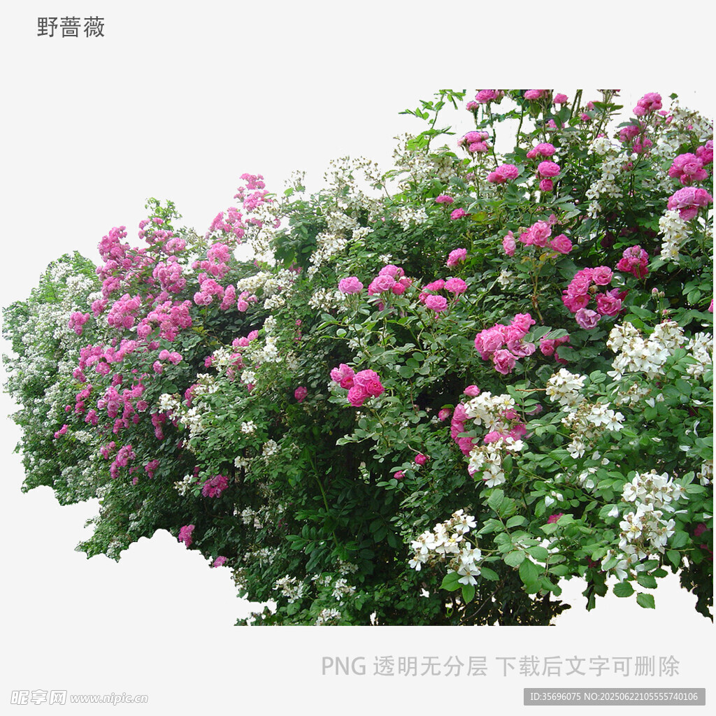 繁花簇?fù)淼亩嗖仕N薇花叢