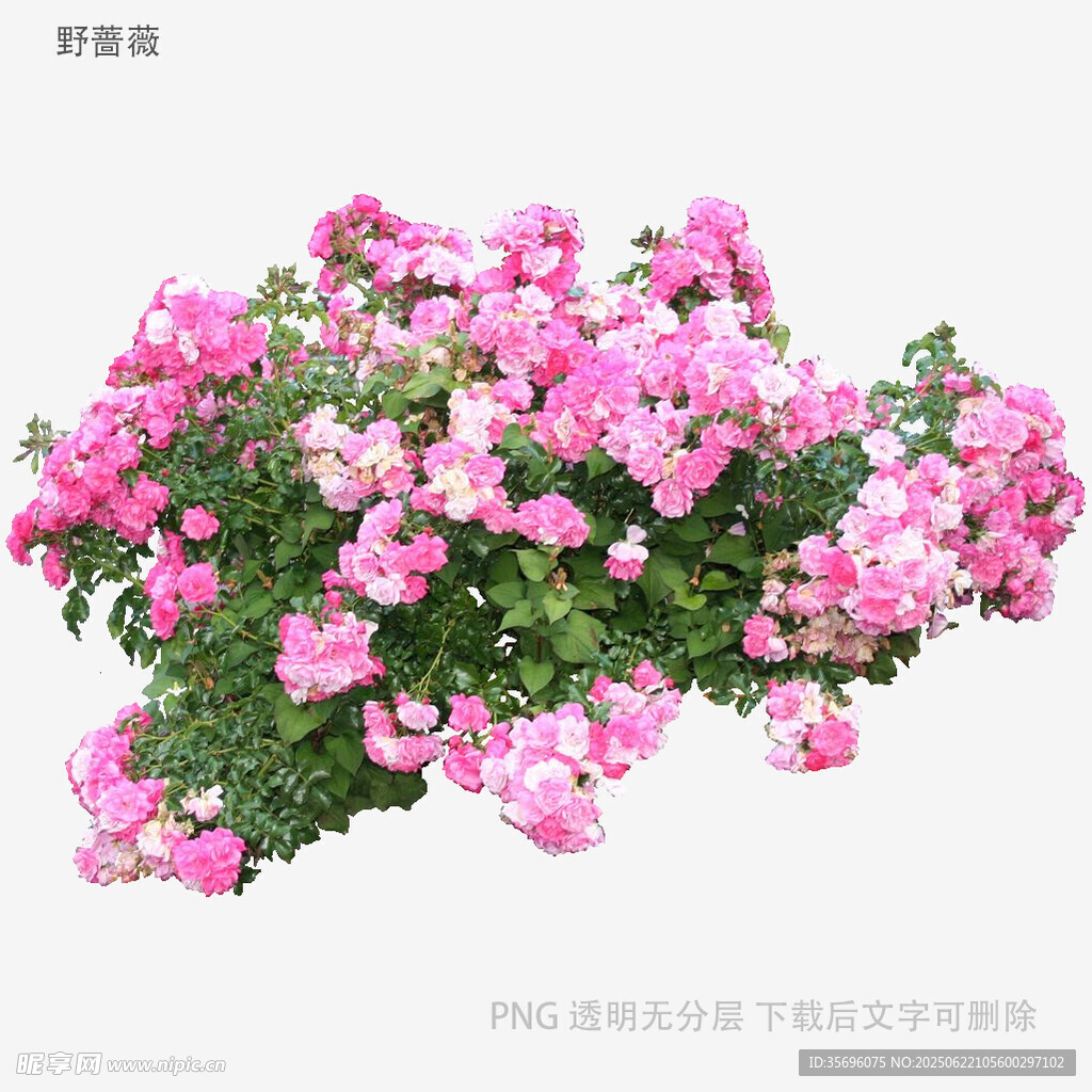 粉色繁茂矮牽牛花盆栽