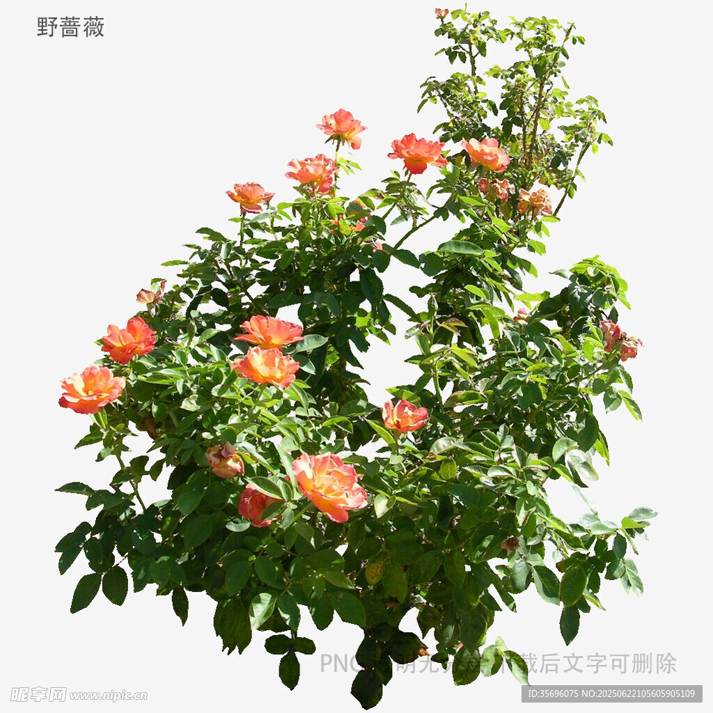 盛開的橙色花朵綠植