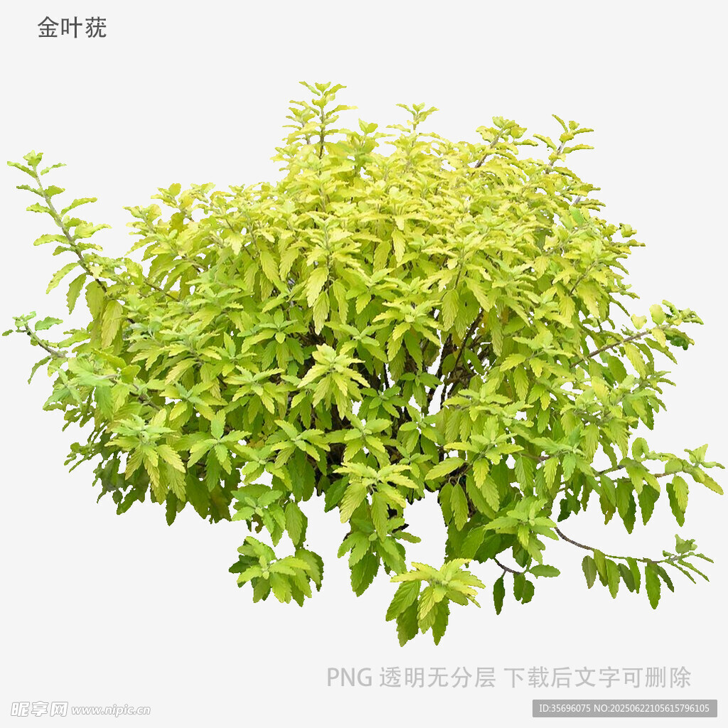翠綠茂盛的小型綠植盆栽