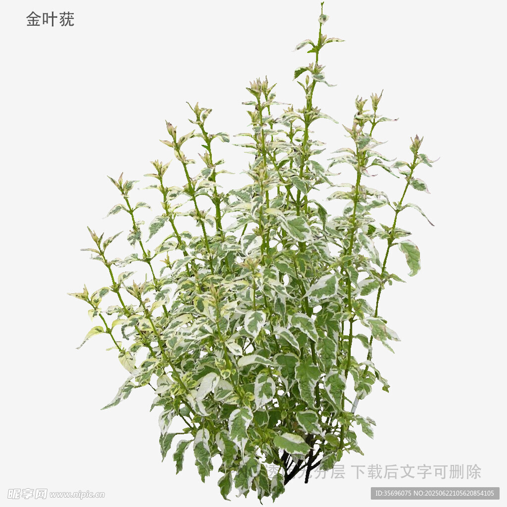 綠色植物特寫