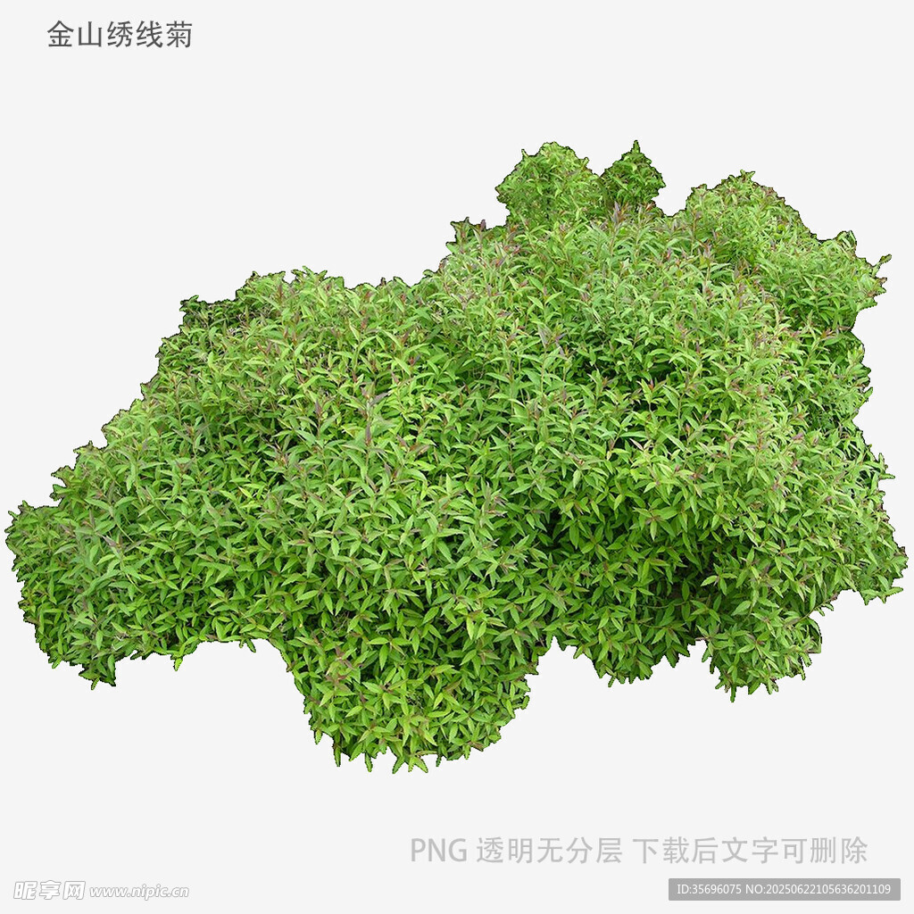 綠色苔蘚植物特寫(xiě)