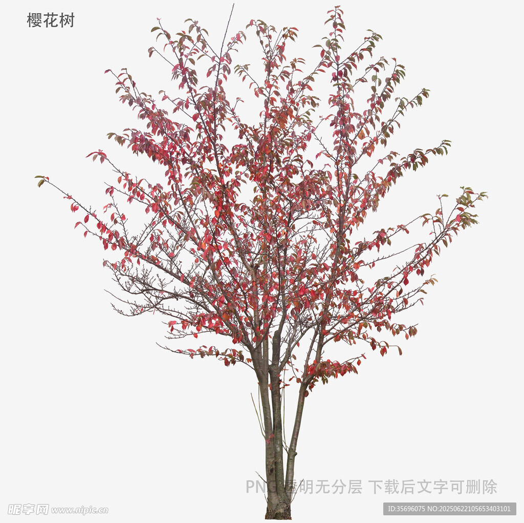 紅葉樹3D模型展示