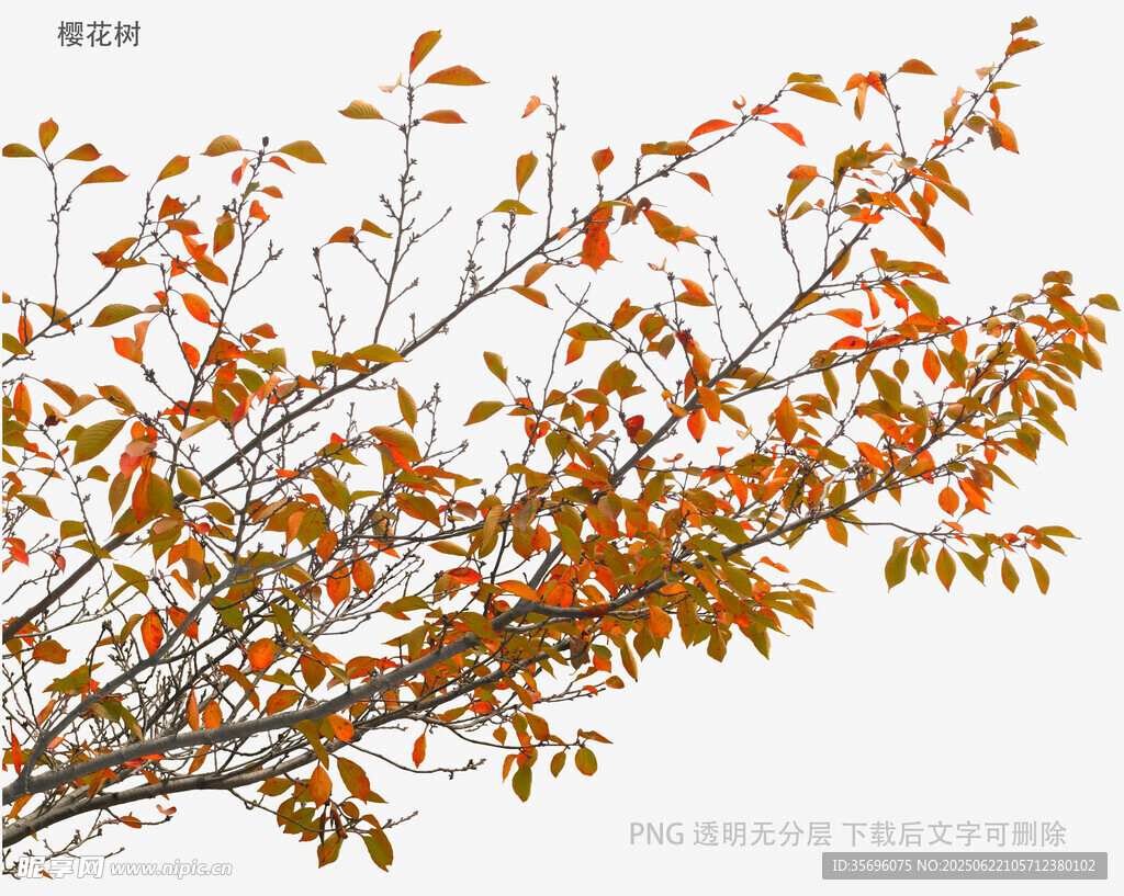 秋日枝頭斑斕樹葉
