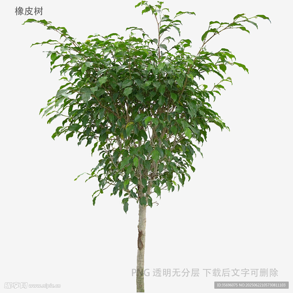 單棵綠樹3D模型展示