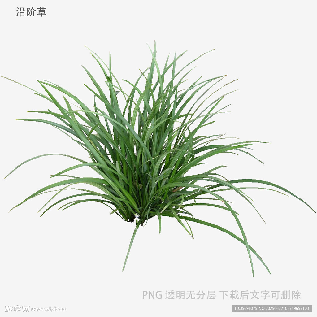 翠綠細長草植物素材