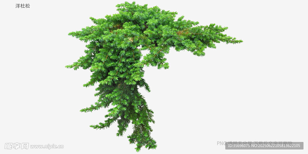 垂掛綠植裝飾元素