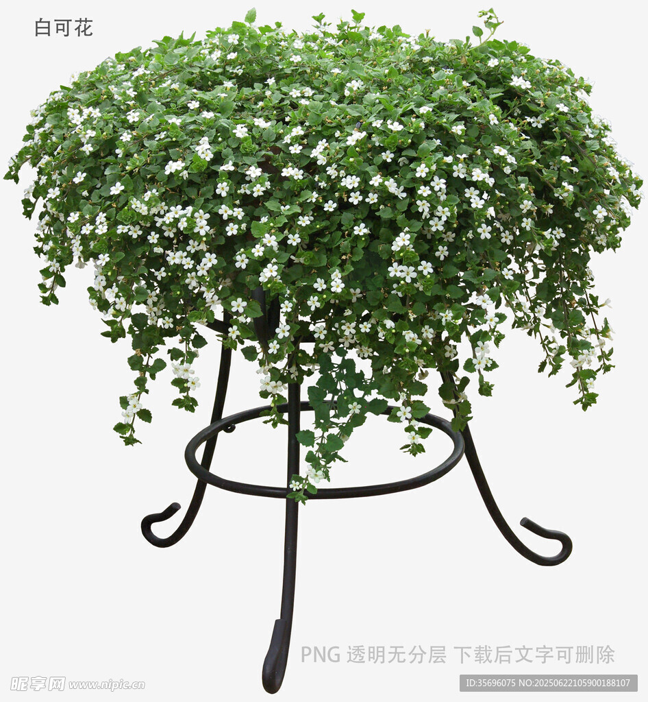 鐵藝架上的垂吊綠植