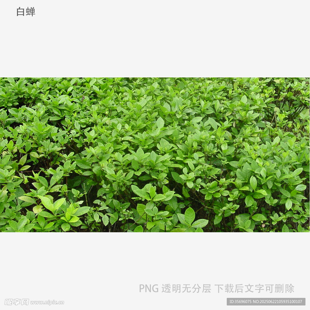 翠綠繁茂的植物景觀