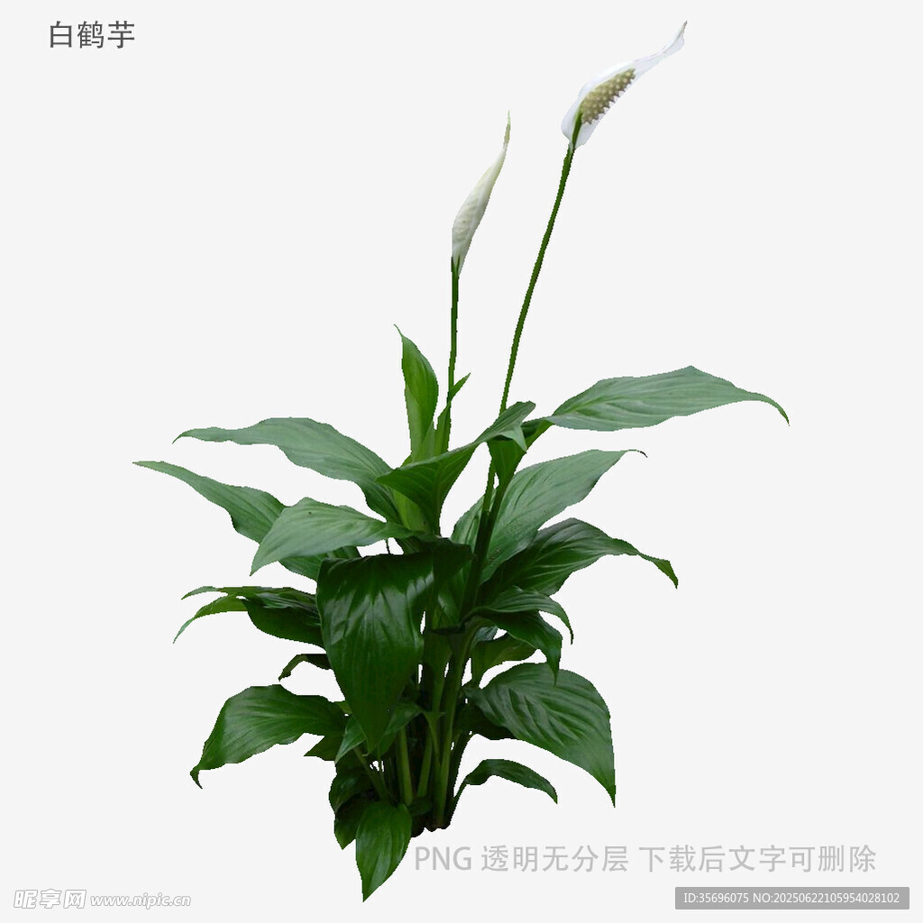 優雅白掌盆栽植物