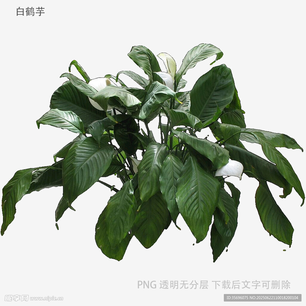 綠葉繁茂的綠植盆栽