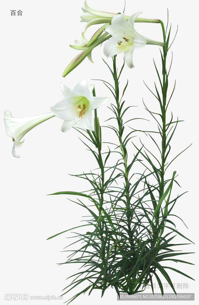 優(yōu)雅綻放的白色百合花