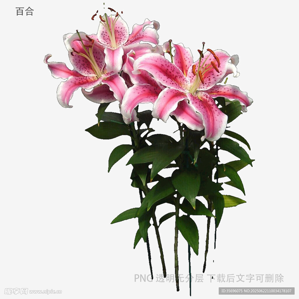 粉色百合花束