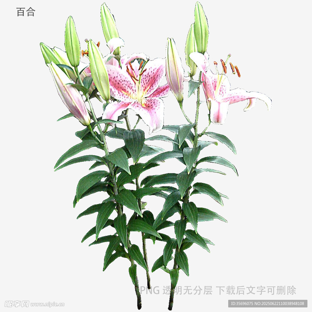 粉色百合花綻放