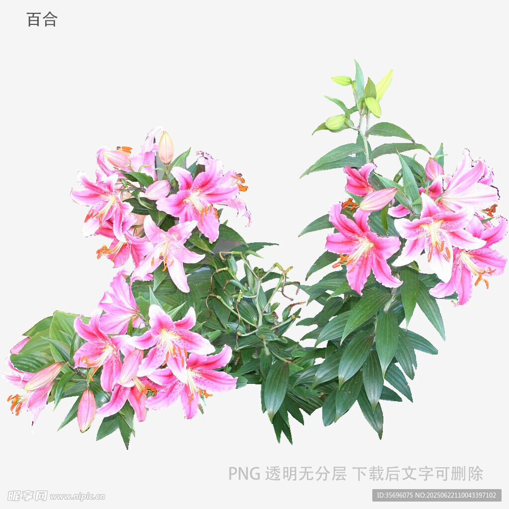 嬌艷粉色百合花綻放