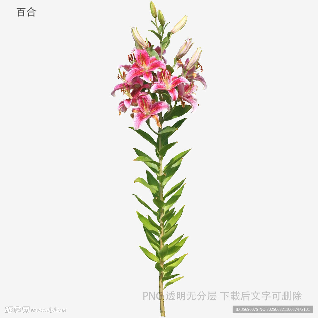 粉色美麗花束插畫