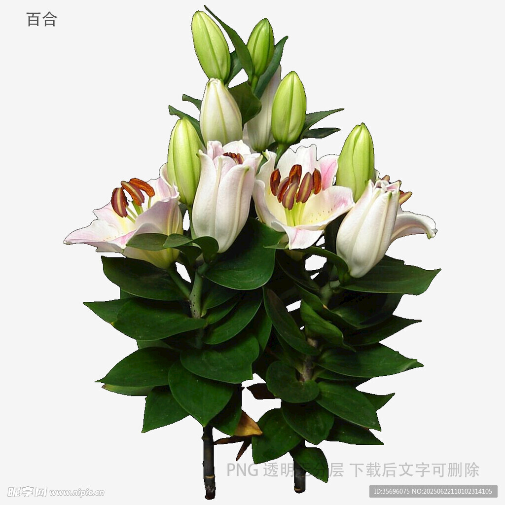 植物