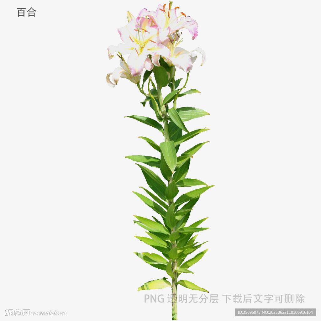 粉色百合花仿真植物