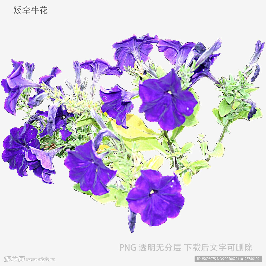 紫色牽牛花特寫(xiě)