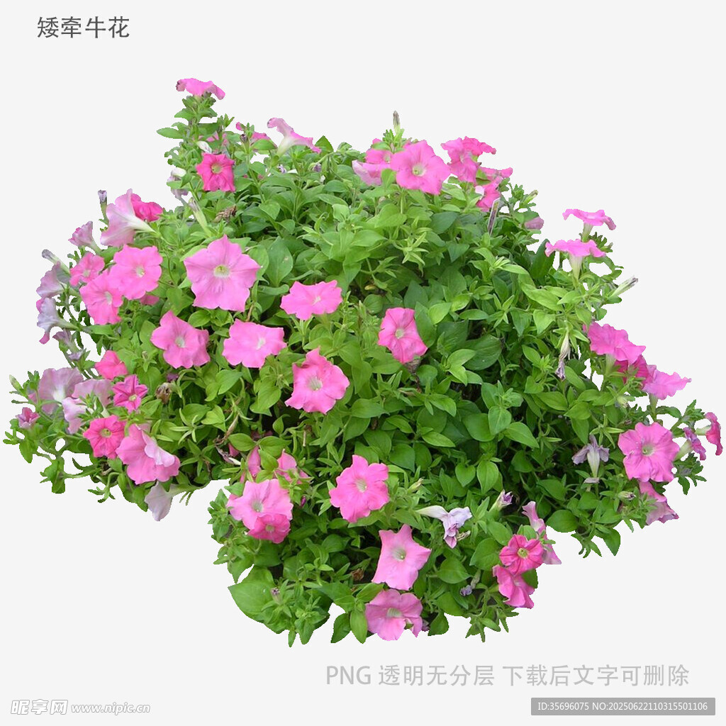 粉色矮牽牛盆栽花卉