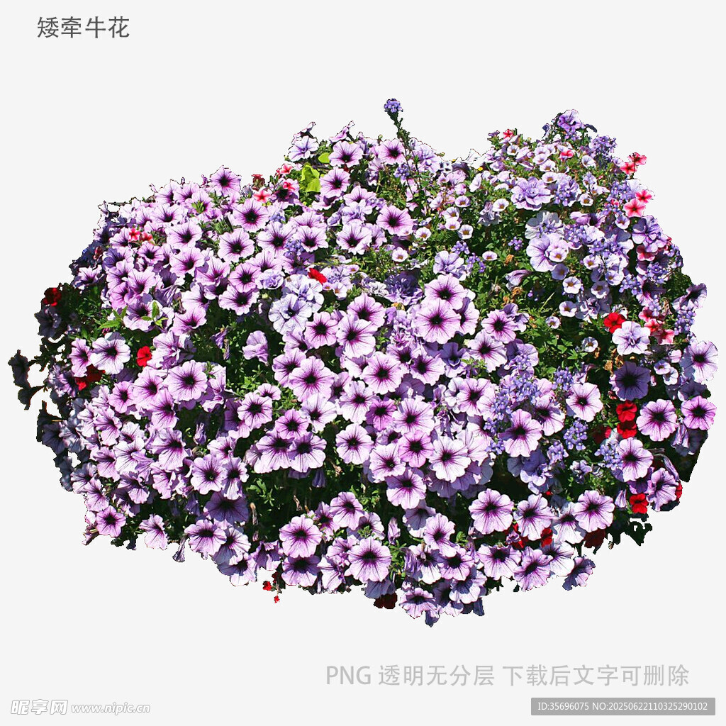 紫色花卉盆栽景觀