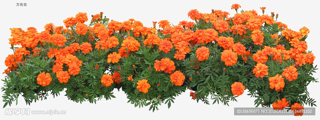 橙色花卉綠植裝飾景觀