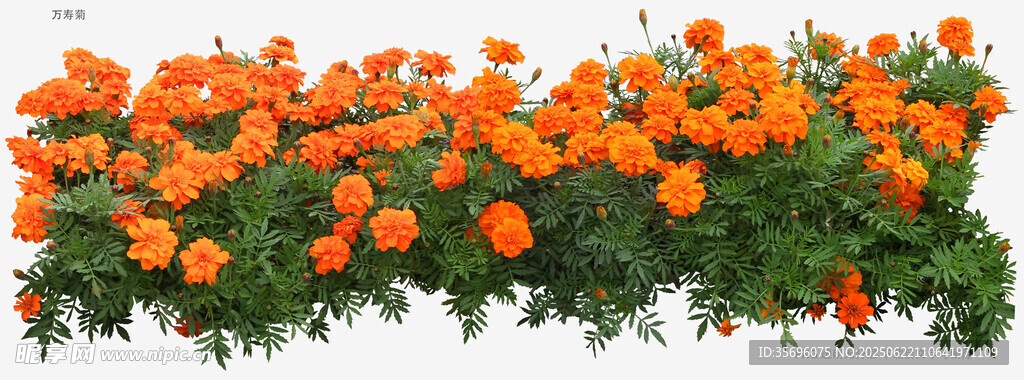 橙色花朵植物景觀